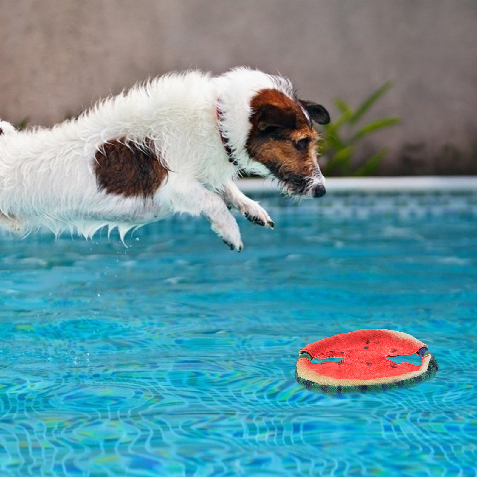 1 قطعة لعبة قرص طائر على شكل ب - مراجعة Flying Disc Dog Training Toy وسعره