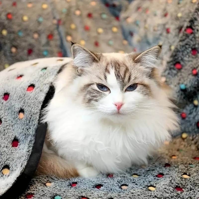 3 قطعة بطانية حيوانات أليفة لي - مراجعة Pet Beds وسعره
